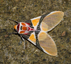Idalus herois