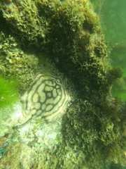 Urobatis concentricus