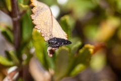 Acmaeodera fenyesi