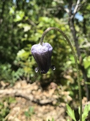 Clematis hirsutissima