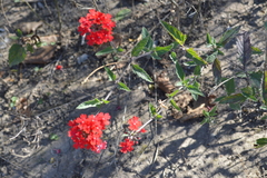 Glandularia peruviana