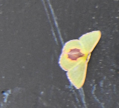 Synchlora amplimaculata