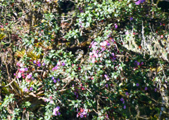 Andesanthus lepidotus