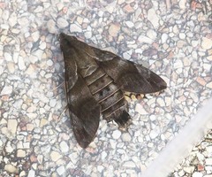 Macroglossum prometheus