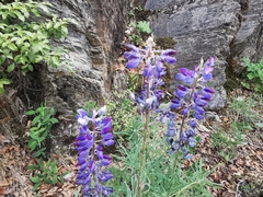 Lupinus potosinus