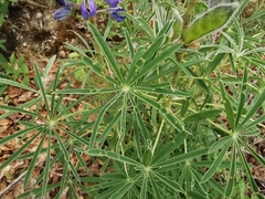 Lupinus potosinus