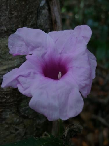 Ipomoea mauritiana iNat (1)