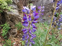 Lupinus potosinus
