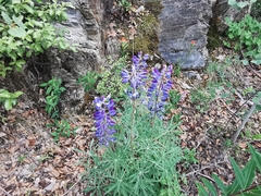 Lupinus potosinus