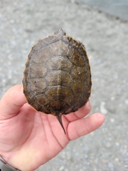 Actinemys marmorata marmorata