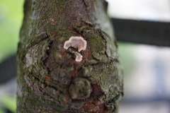 Peniophora albobadia