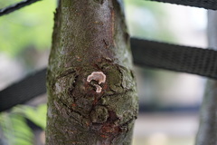 Peniophora albobadia