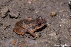 Eleutherodactylus antillensis