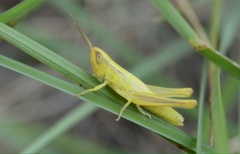 Euchorthippus pulvinatus