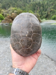 Actinemys marmorata marmorata