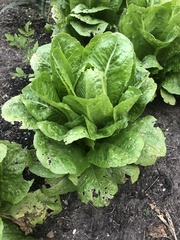 Lactuca sativa longifolia