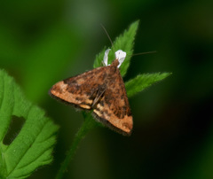 Pyrausta despicata