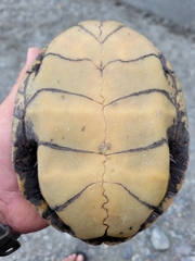 Actinemys marmorata marmorata