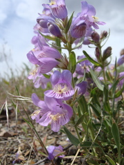 Penstemon eriantherus
