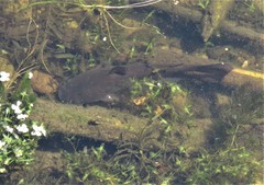 Ameiurus nebulosus