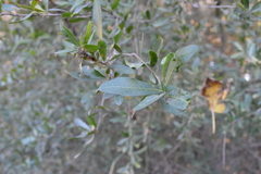 Schinus bumelioides