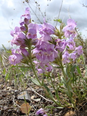 Penstemon eriantherus