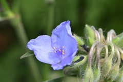 Tradescantia reverchonii