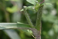 Tradescantia reverchonii