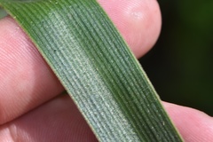 Tradescantia reverchonii