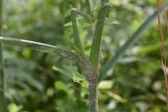 Tradescantia reverchonii