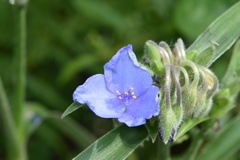 Tradescantia reverchonii