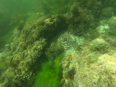 Urobatis concentricus