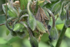 Tradescantia reverchonii