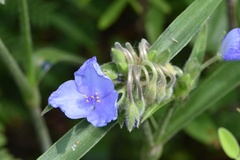 Tradescantia reverchonii
