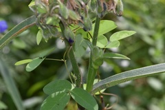 Tradescantia reverchonii