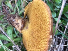 Suillus ponderosus