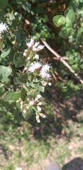 Ageratina calaminthifolia
