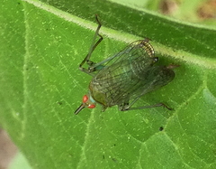 Lappidina