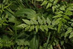 Cardamine impatiens