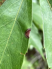 Phyllosticta parthenocissi