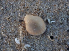 Magellania flavescens