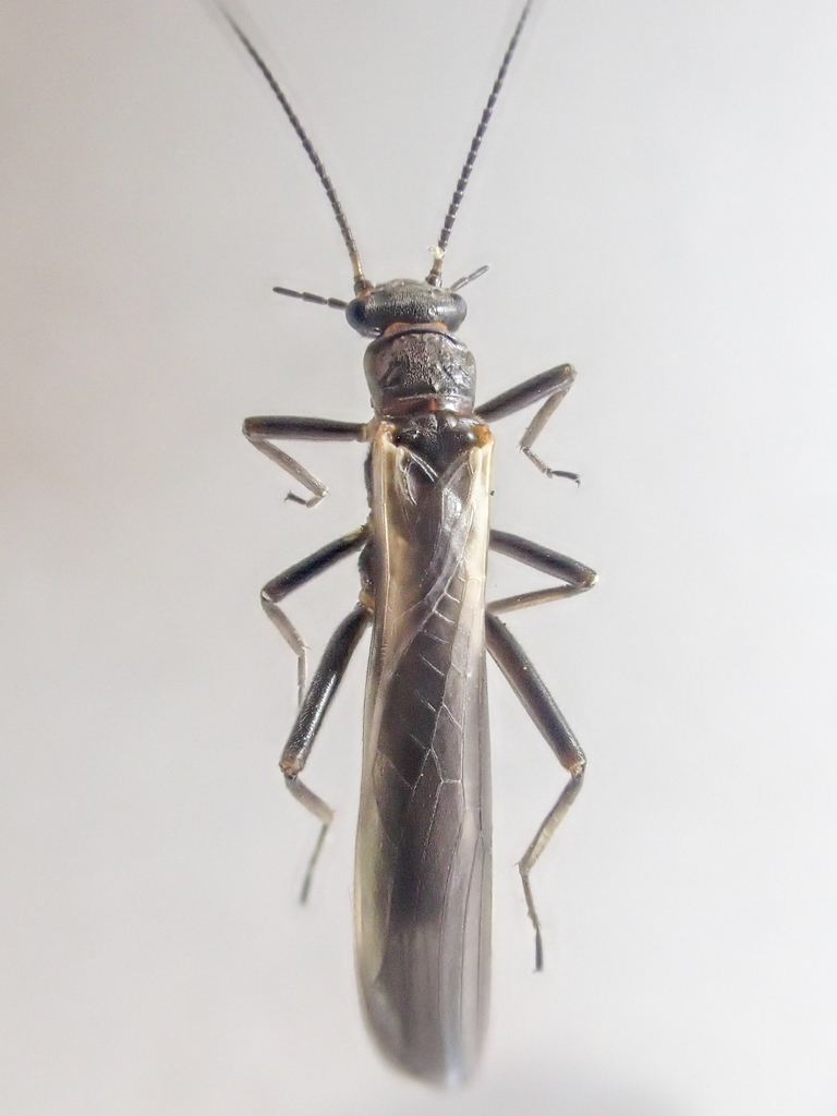 Banded-wing Needlefly