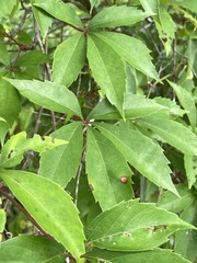 Phyllosticta parthenocissi