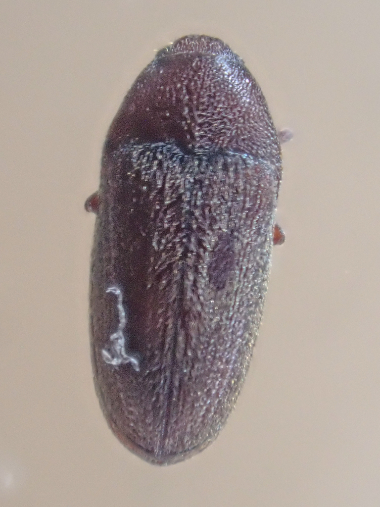 Fake Californian Throscid Beetle
