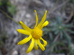 Euryops ericoides