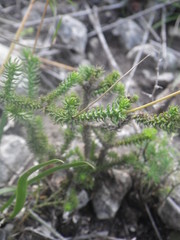 Euryops ericoides