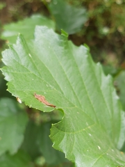 Alnus lusitanica