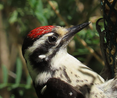 Dryobates nuttallii × scalaris