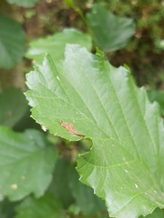 Alnus lusitanica