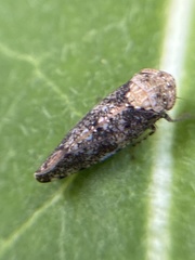 Paraphlepsius collitus